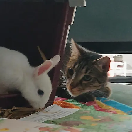 Bed & Breakfast Evasion