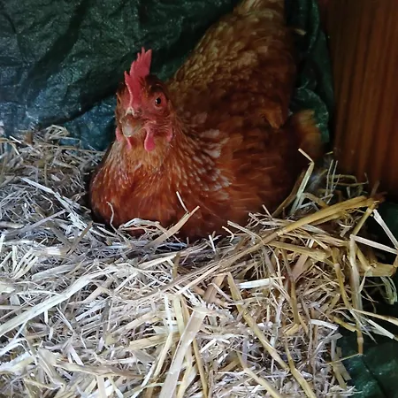 Evasion Bed & Breakfast *