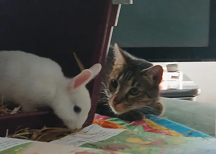 Alojamento de Acomodação e Pequeno-almoço Evasion